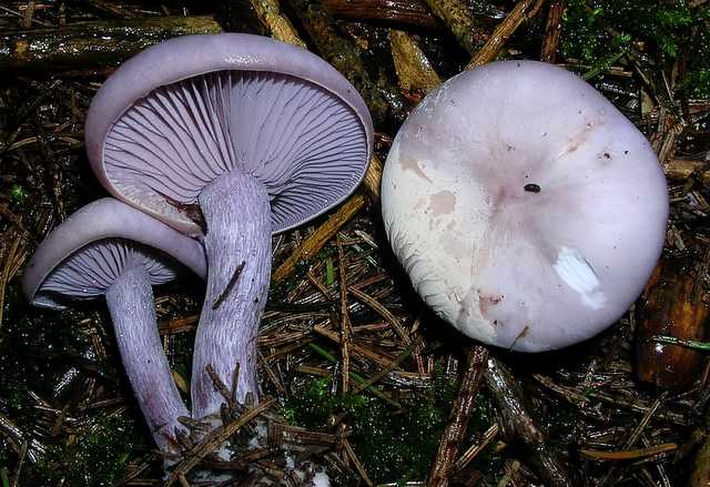 2005 :  Un anno di funghi